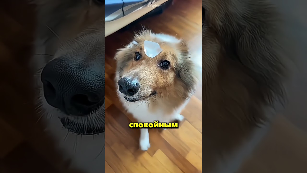 Вот как эти собаки отреагировали на замёрзшую воду 😂