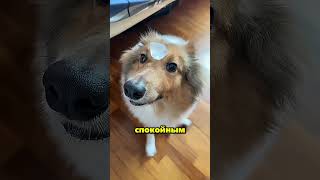 Вот как эти собаки отреагировали на замёрзшую воду 😂
