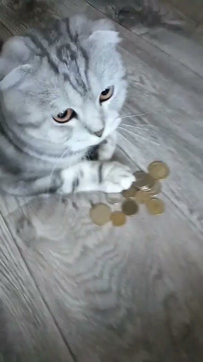 чуча чача - YouTube