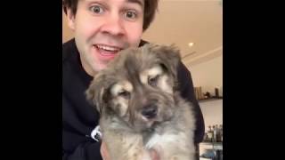 David Dobrik newest tiktok clips from April | Part One |