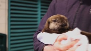 Raw: Otter Pup Finds New Home in Chicago