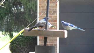 Blue Jays on our platform feeder.