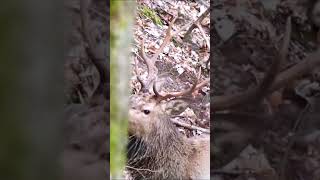 Red stag  #wildlife #nature #deer #forest #jelenie #hirsch #cervo