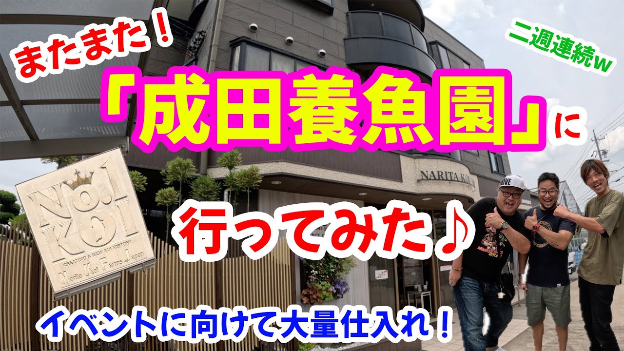 【錦鯉】またまた「成田養魚園」に行ってみた♪イベントに向けて追加の仕入れを！？#錦鯉 #錦鯉入荷 #錦鯉販売 #成田養魚園 #koi #koifish