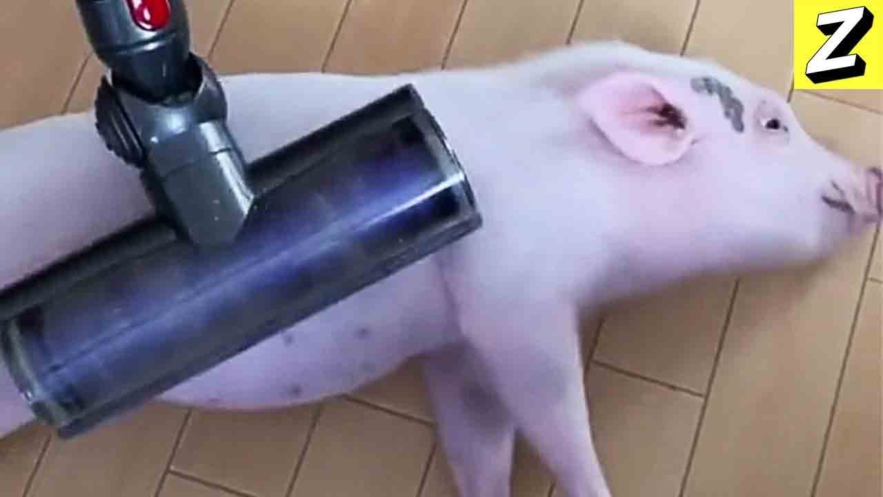 [Tik Toks Memes] Baby Pig Loves Dyson Vacuum Cleaner YouTube