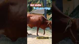 red sindhu 2பல் தல ஈத்து கிடாரி விற்பனைக்கு வந்துள்ளது #cow #cattlefarm #animalfarming#cattlefarming