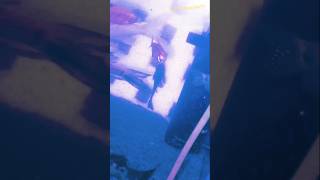 Placo fish add in my aquarium for cleaning #shorts#video#fish#video#
