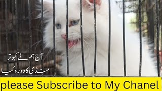 Kabotar Mandi Multan Ka Visit (Find a New Cat 🐈)Miss You Simbha 😔🥺 by Animal Lovers With Sardar 128 views 1 month ago 18 minutes