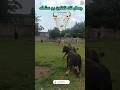به هیچ وجه بهش فرصت نداد ورزا حیوانات جنگجو گاو نر گاو ورزا جنگ گاو جنگی Bull Cow Figh Fight 