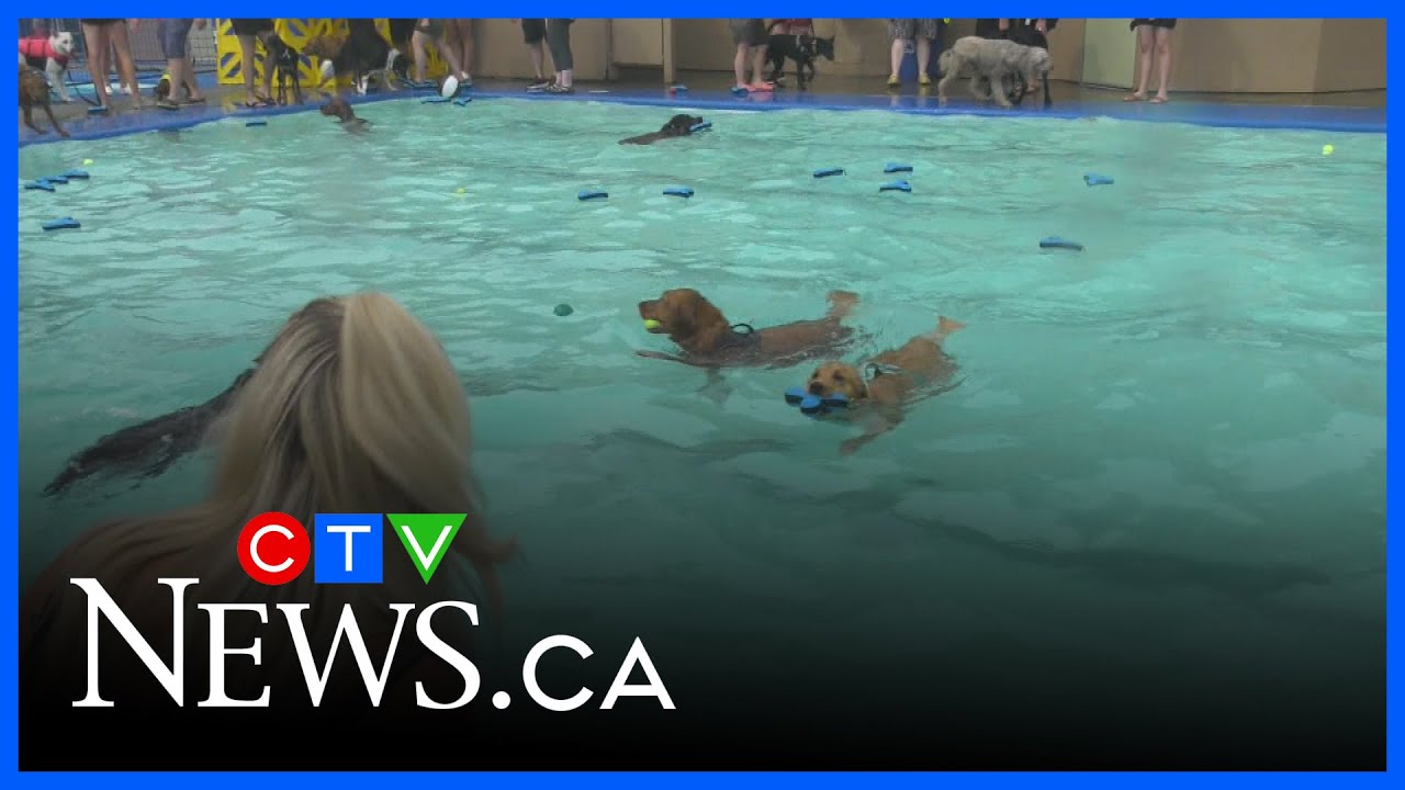 Dogs make a splash at St. Albert pool for charity