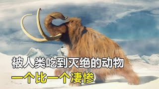 被人類吃到滅絕的動物，你可能一種都沒見過，一個比一個凄慘