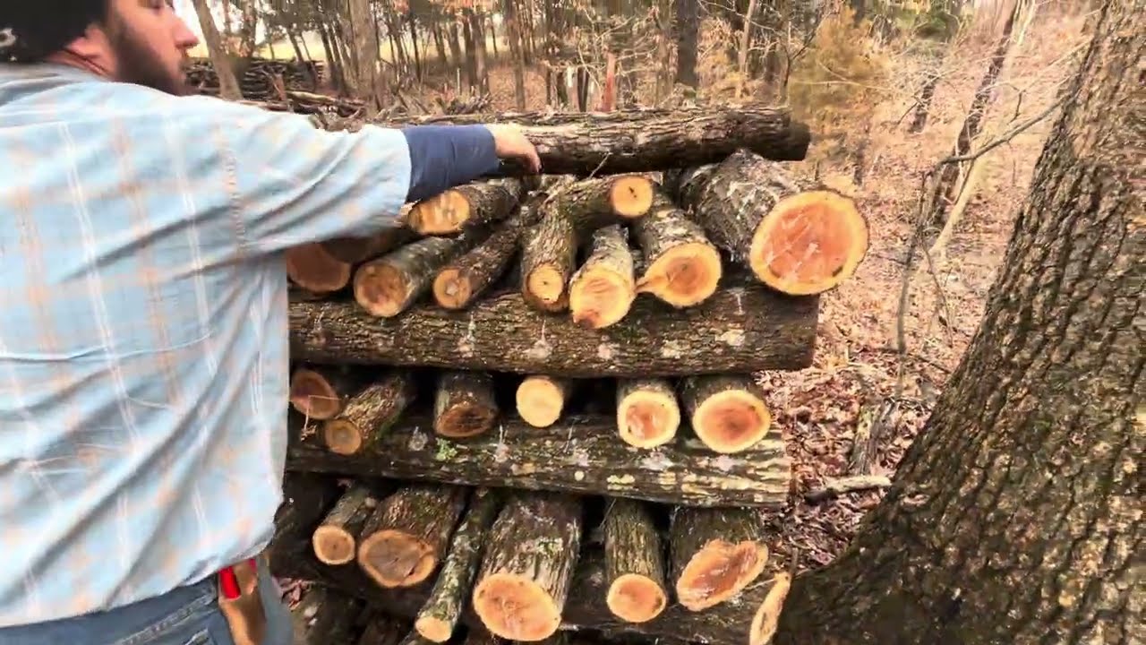 Грег и его команда проводят инокуляцию грибов шиитаке на дубовых бревнах, заготовленных на недавн...