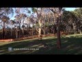 Rabbitohs at St Ives football field | Aerial drone video | AirBuzz Productions