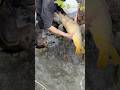 Common Carp | Bank Fishing | #snake #fishing #carpfishing