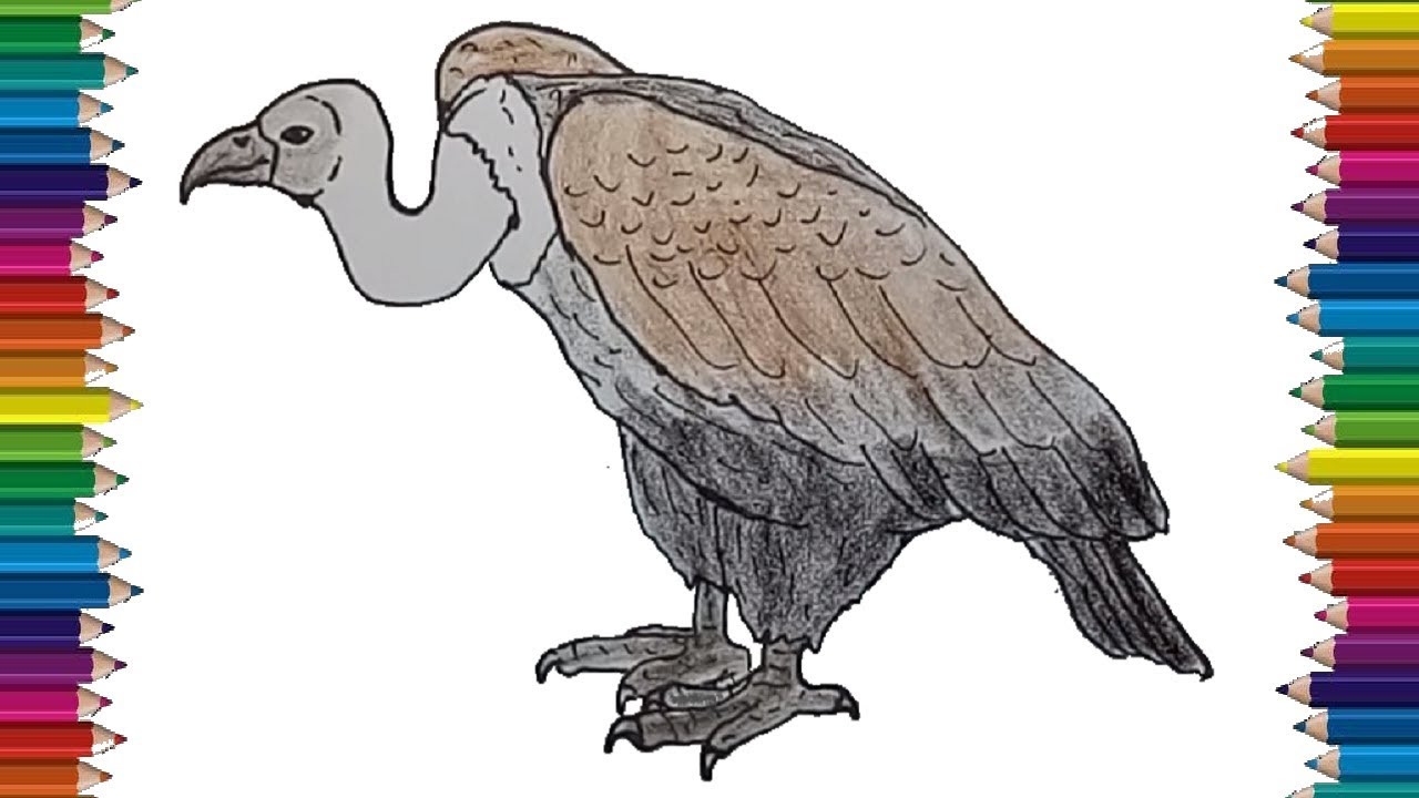 vulture drawing