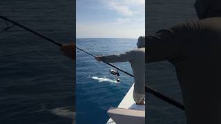 GIANT kingfish from the SKIFF 🎣 The Slammer IV screaming 💨 #PENNFishing #YouTubeShorts #Kingfish