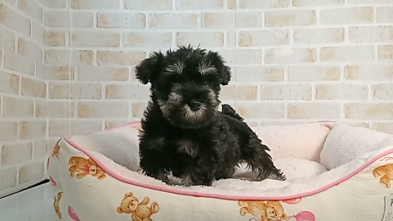 745623 M・シュナウザー - YouTube