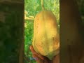 🍊 पपीता  #papitakikheti #tree # #shortvideo #village #kheti