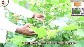 प्रभात 205 कापूस बियाणे | High Yield Cotton Variety