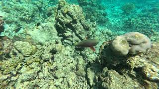 Maldives – Beautiful underwater world – Hungry Parrotfish / 马尔代夫——美丽的水下世界——饥饿的鹦嘴鱼