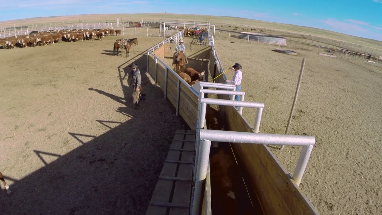 Shipping Cattle on Babbitt Ranches YouTube
