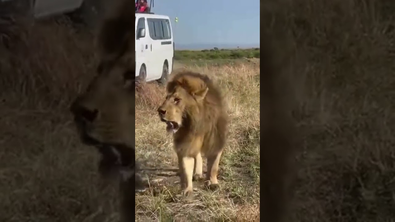 Just hear that ROAR! Our dear OLOSHIPA 