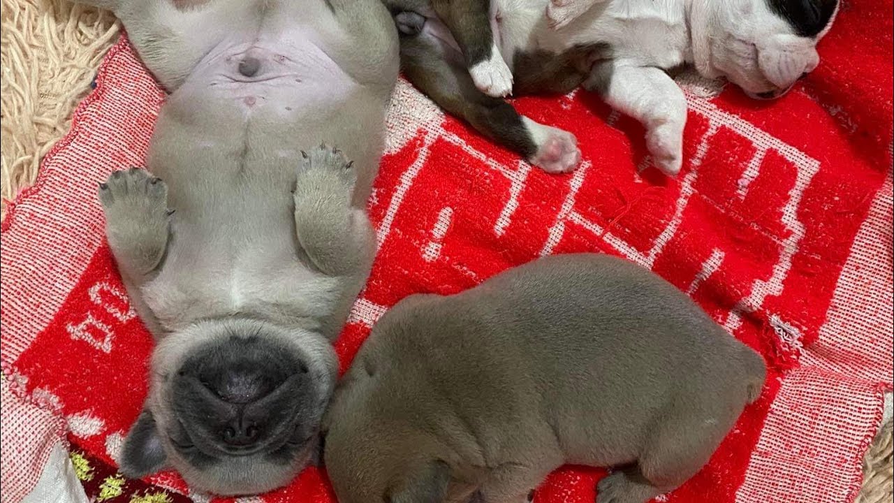 3 week old French Bulldogs YouTube