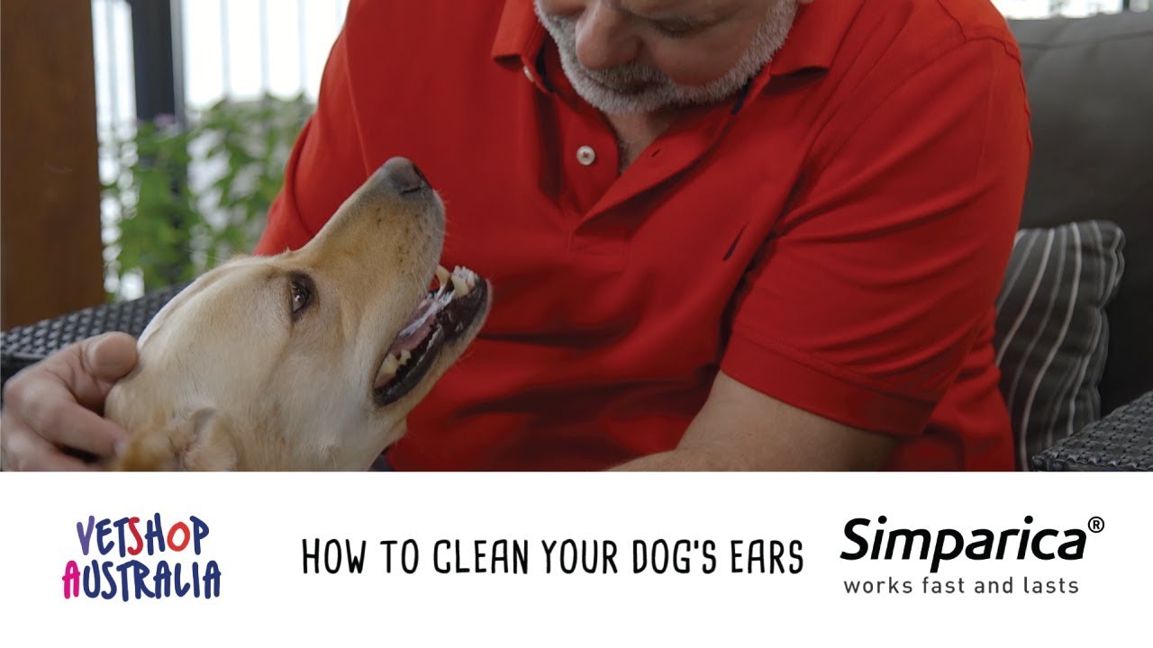 How to Clean Your Dog's Ears | VetShopAustralia's Pet Health Series with Dr Mark - YouTube