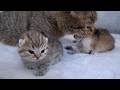 Baby kittens opened their eyes and smile when they saw their mother cat!