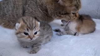Baby kittens opened their eyes and smile when they saw their mother cat!