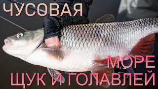 ЧУСОВАЯ — МОРЕ ЩУК И ГОЛАВЛЕЙ. Голавль на перекатах, щука — везде.