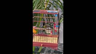 Download Lagu HÚT MẬT 5 MÀU # CHÉM CÁNH BUNG BÔNG MAI CỰC ĐẸP MP3