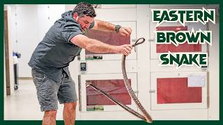 Australia's Most DEADLY Snake Training | Venom Diaries