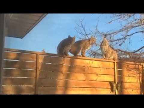WATCH: Bobcats captured lounging in Calgary backyard