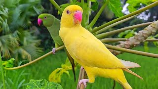 🦜 Live Yellow & Green Parrots + Wild Birds 24/7 | Relaxing Nature Stream 🐿️ | screenshot 5