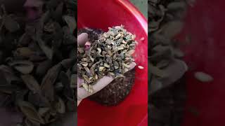 Upgrade Your Almond Processing | BL30AI Intelligent Color Sorter #colorsorter #machine #almond