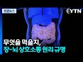 우리 몸이 무엇을 먹을지 결정하는 원리는?...장과 뇌 조절 원리 규명 / YTN