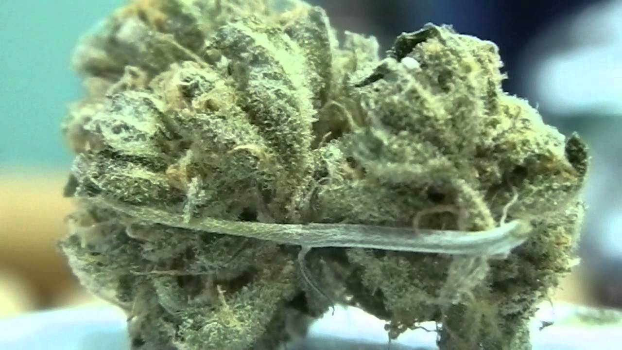 CBD Crew Seeds -  Veganic CBD Critical Mass