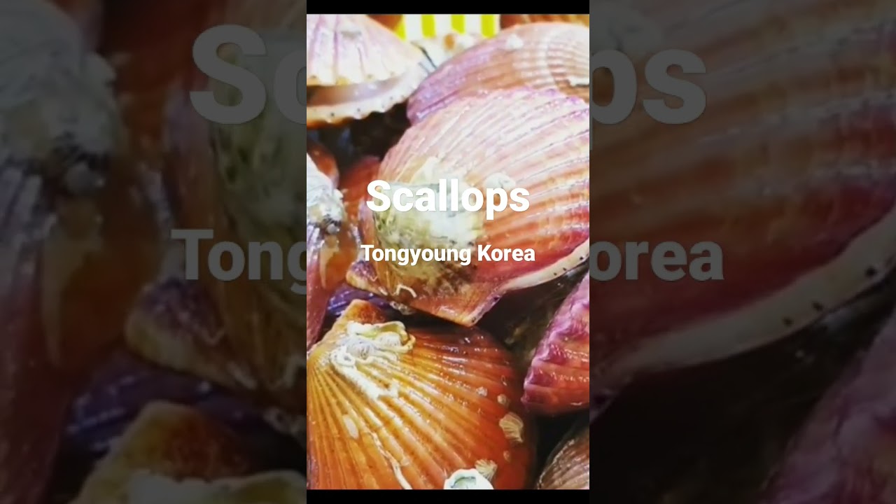 Scallops in Tongyoung Korea/the Pacific ocean/korean food YouTube
