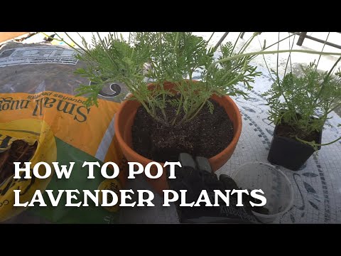 How to pot lavender plants.