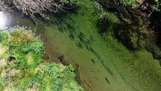 Fishing a new stream. SO MANY FISH #troutfishing #nz