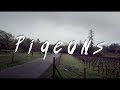 Pigeons