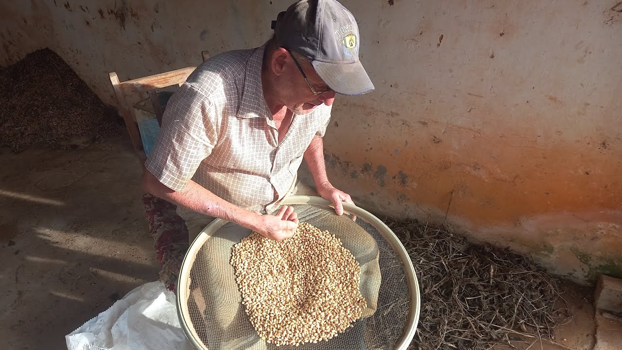 Tio Silvestre:   feijão  já está  estragando 