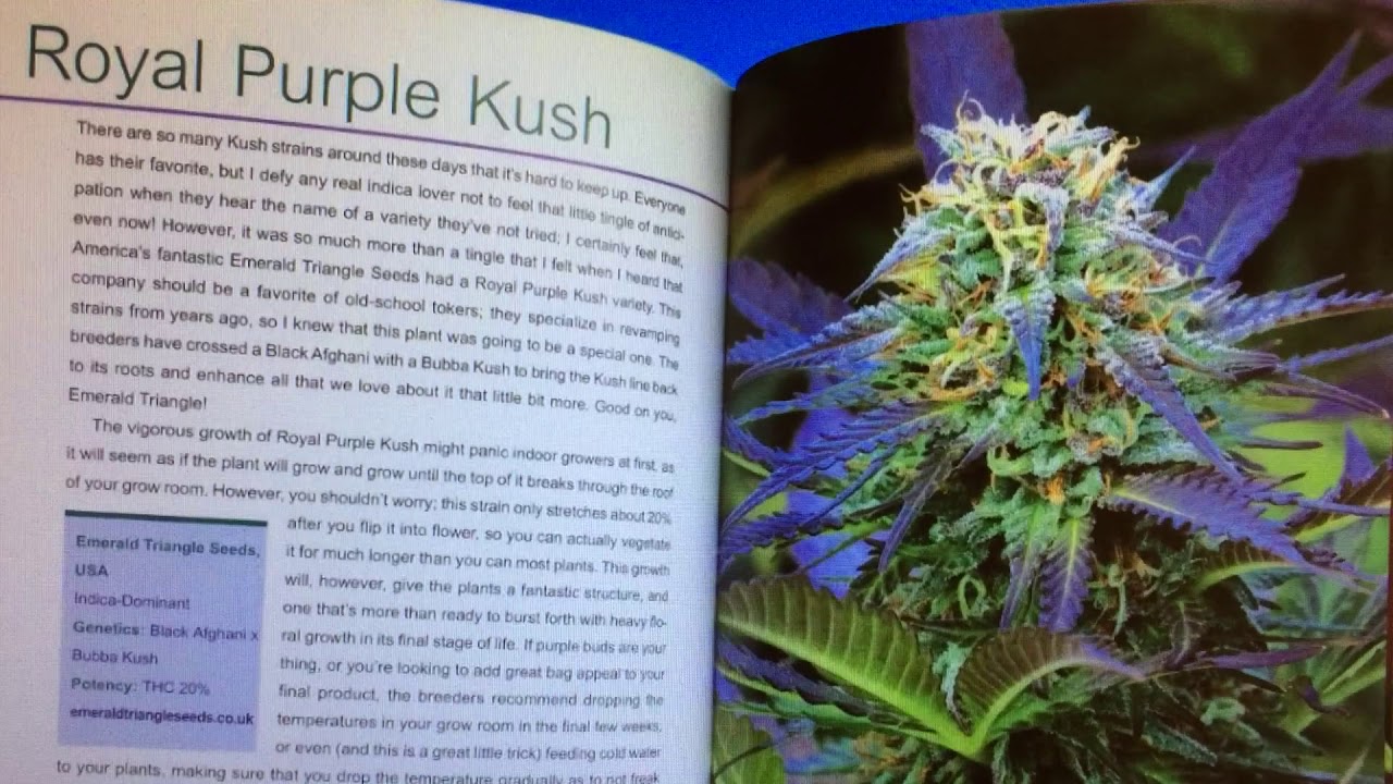 Royal Purple Kush