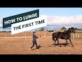 How To Lunge A Horse For The First Time