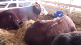 Stark County Fair 2016