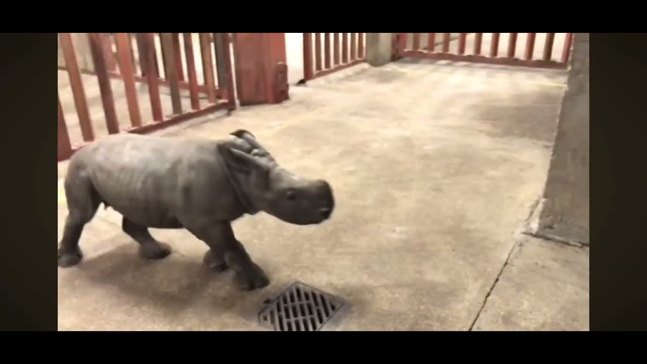 Um filhotinho de rinoceronte brincando no seleiro