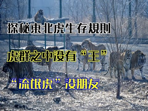 探秘東北虎生存規則：虎群之中沒有“王”，“流氓虎”沒朋友
