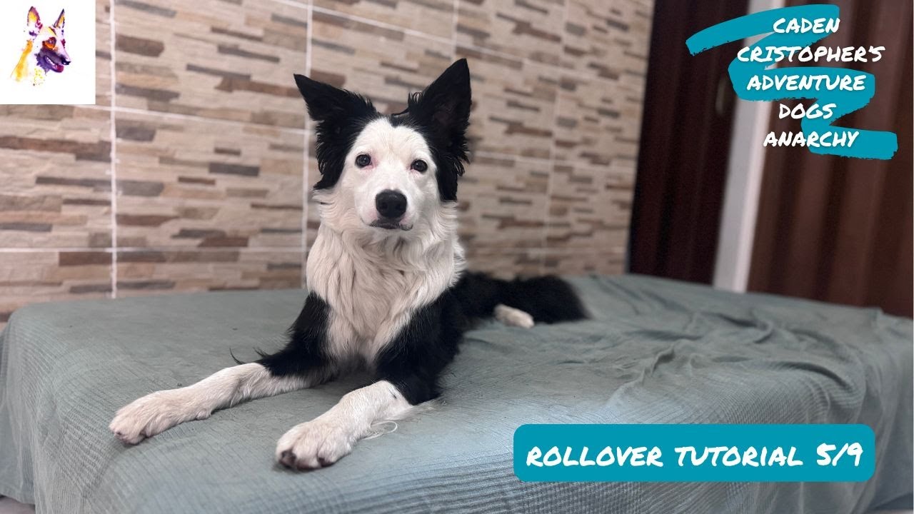 Rollover trick dog training tutorial 5/9: hand signal only—no more lure!