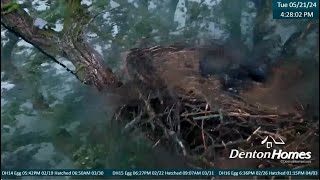 High Winds Take Nest With Eaglets - Later Mom & Dad Bring Fish - May 21, 2024 - Denton Homes Eagles